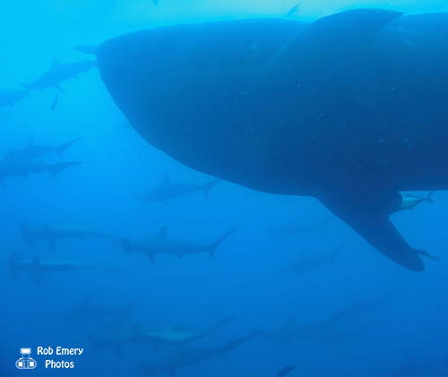 scholl of hammerhead sharks with a whale shark